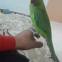 طوطی ملنگو بسیار حرف گوش بازی گوش