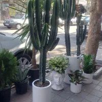 گل و گیاه آپارتمانی