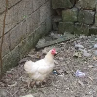 مرغ تخم گذار