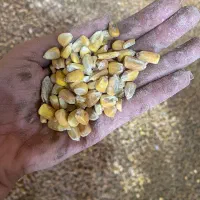 فروش ویژه خوراک دان|حیوانات مزرعه|قم, چهار مردان|دیوار