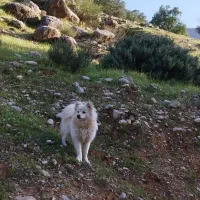 گمشده|حیوانات|نورآباد ممسنی, |دیوار
