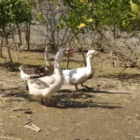 قوغازلیندا|حیوانات مزرعه|ساری, |دیوار