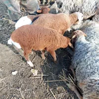 بره گوسفند نر و ماده|حیوانات مزرعه|رودسر, |دیوار