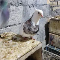 طوقی هفترنگ