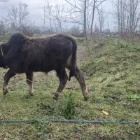 گوساله نر|حیوانات مزرعه|سنگر, |دیوار