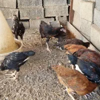 جوجه دورگه لاری