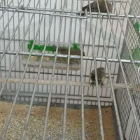 گلبسر نر|پرنده|نسیمشهر, |دیوار