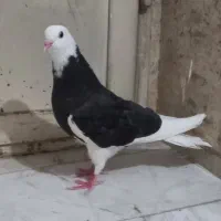 کفتر شهرستانی