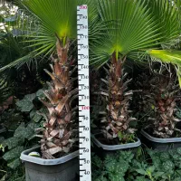 پالم واشنگتن ۲ متری مناسب باغ و ویلا عمده و تک|خدمات باغبانی و درختکاری|رشت, حومه رشت|دیوار