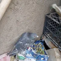 کفتر سبز کرمانی