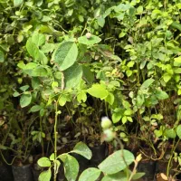 ـ نهـال بلوبری دوک|خدمات باغبانی و درختکاری|آمل, |دیوار