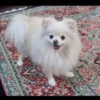 سگ پامر بازی گوش