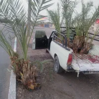 فروش پاجوش و نخل بزرگ