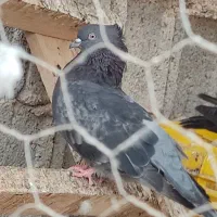 سیاه بوشهری