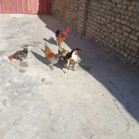 خروس گلین|حیوانات مزرعه|سیلاخور, |دیوار