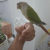 واگذاری  پرنده ی شما|پرنده|قم, پردیسان|دیوار