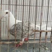 کبوتر پشت گراف ماده کفتر|پرنده|مشهد, شهید فرامرز عباسی|دیوار