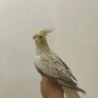 عروس هلندی (ماده کار داده)|پرنده|شیراز, درکی|دیوار