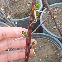 نهال زرشک گردو بیدمجنون هلو شلیل الو بادام کامیس