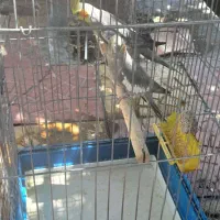 عروس هلندی