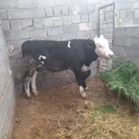 گوساله
