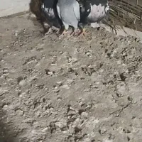 جوجه سینه سلیمونی و دم سفید