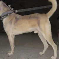 سگ ...حیوان|سگ|شیروان (خراسان), |دیوار