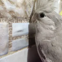 عروس هلندی گمشده ، گم شده|حیوانات|بوشهر, |دیوار