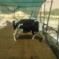 فروش گاو شیری سیمینتال|حیوانات مزرعه|اردل, |دیوار