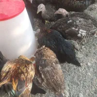 ۲۰ عدمرغ قلم سبز آماده تخم گذاری