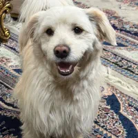 سگ برفی|سگ|بهارستان, |دیوار