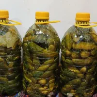 شورینا