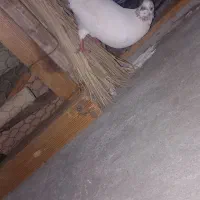 کاشانی نر برای فروش