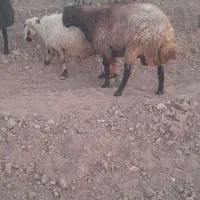 قوچ تضمینی