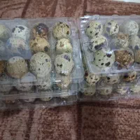 تخم بلدرچین