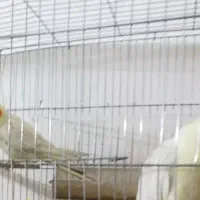 یک جفت عروس هلندی