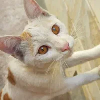 گربه مون گم شده|گربه|قم, چهل درخت‎|دیوار