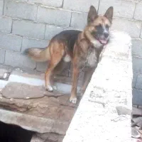 سگ ژرمن