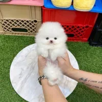 پوم سگ پامر خرسی.پامرانین عروسکی گرید A|سگ|شیراز, فرهنگ شهر|دیوار