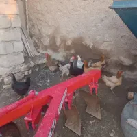تعدادی خروس درجه یک و مرغ لاری و یه مرغ با جوجه