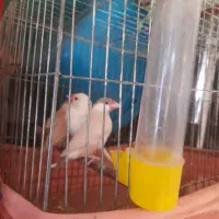 فنچ|پرنده|شیراز, گویم|دیوار