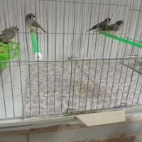 پرنده. جفت و جوجه عروس.فنج لپ سیاه.|پرنده|رفسنجان, |دیوار