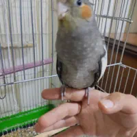 عروس هلندی
