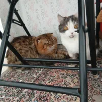 گربه،واگذاری|گربه|کرمانشاه, |دیوار