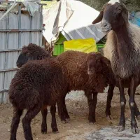 میش مهربانی دوقلو دوباره آبستن