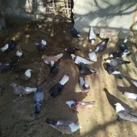 پرنده|پرنده|آغاجاری, |دیوار