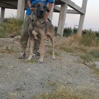 واگذاری سگ عراقی