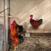 خروس بالغ