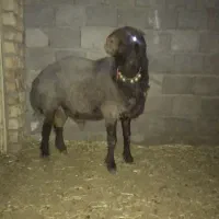 قوچ