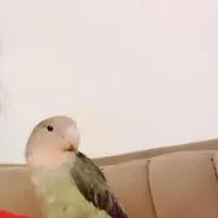 گمشده